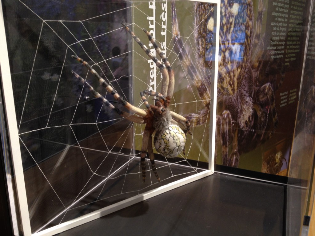 reconstruction spider, 28cm. rubber. ricustruzione ragno 28cm, in gomma.