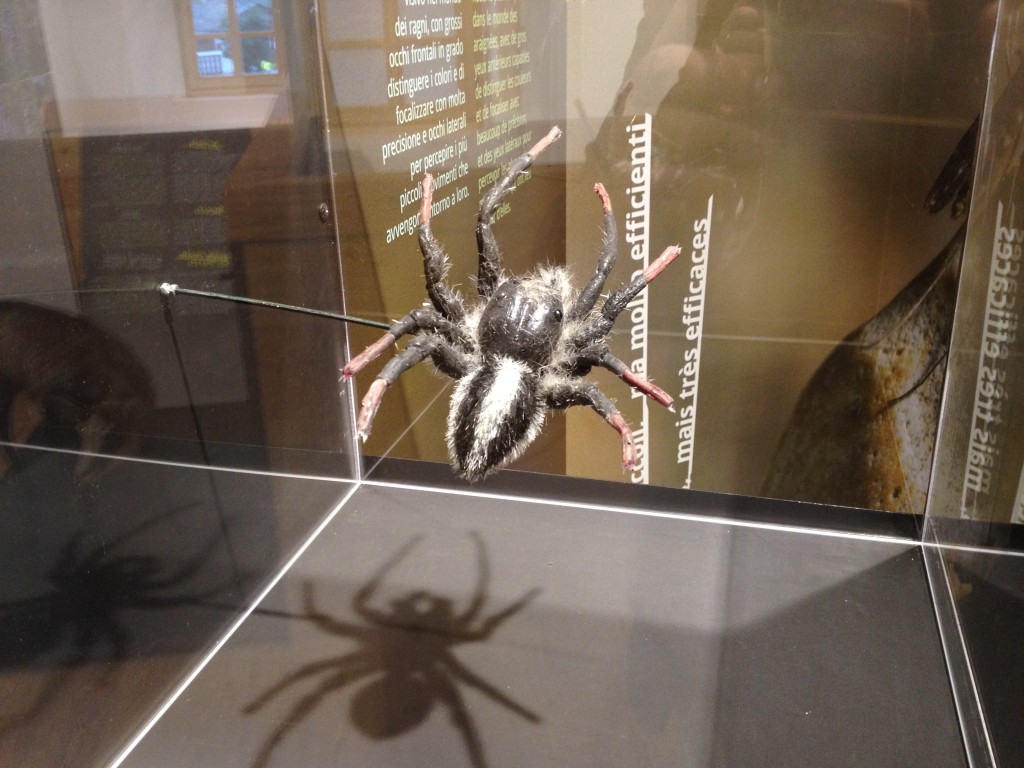 reconstruction spider, 20cm. rubber. ricustruzione ragno 20cm, in gomma.
